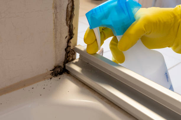 Best Attic Mold Removal  in Cherry Hills Village, CO