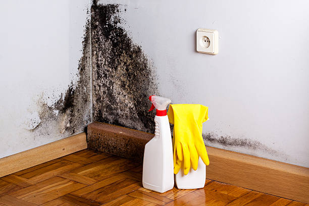 Best Toxic Mold Removal  in Cherry Hills Village, CO