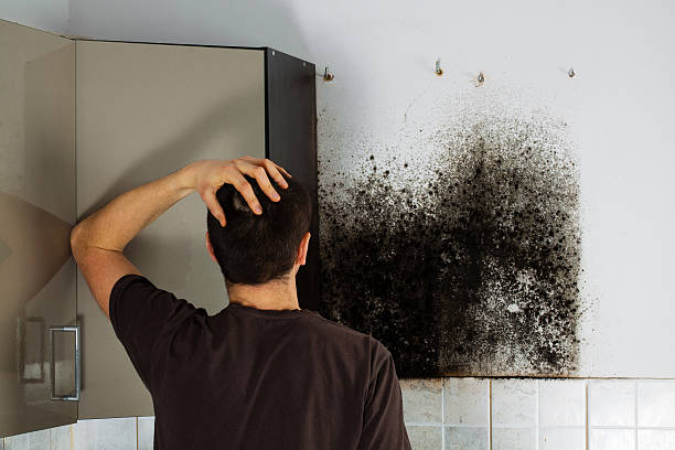 Home Mold Removal in Cherry Hills Village, CO