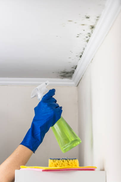 Best Residential Mold Removal  in Cherry Hills Village, CO